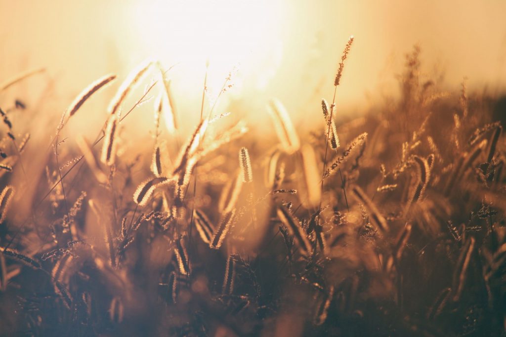 wheat field