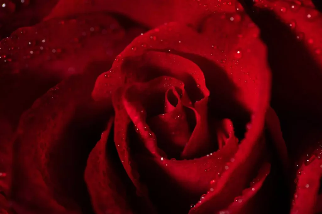 a close up image of a rose, a symbol of sex