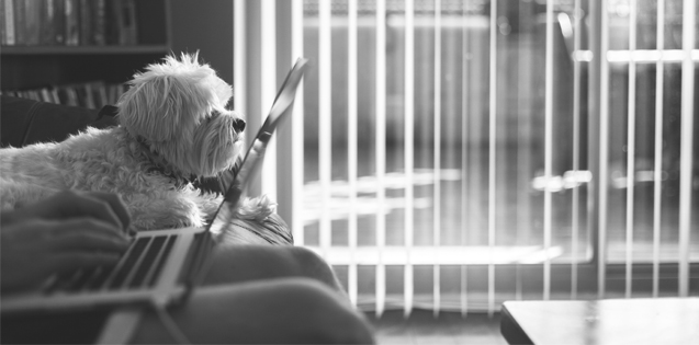 a woman on a laptop sitting next to a dog