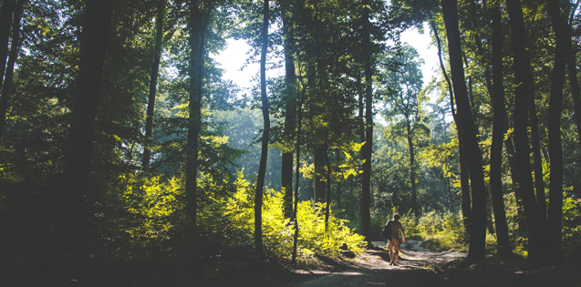 Man wandering in the woods