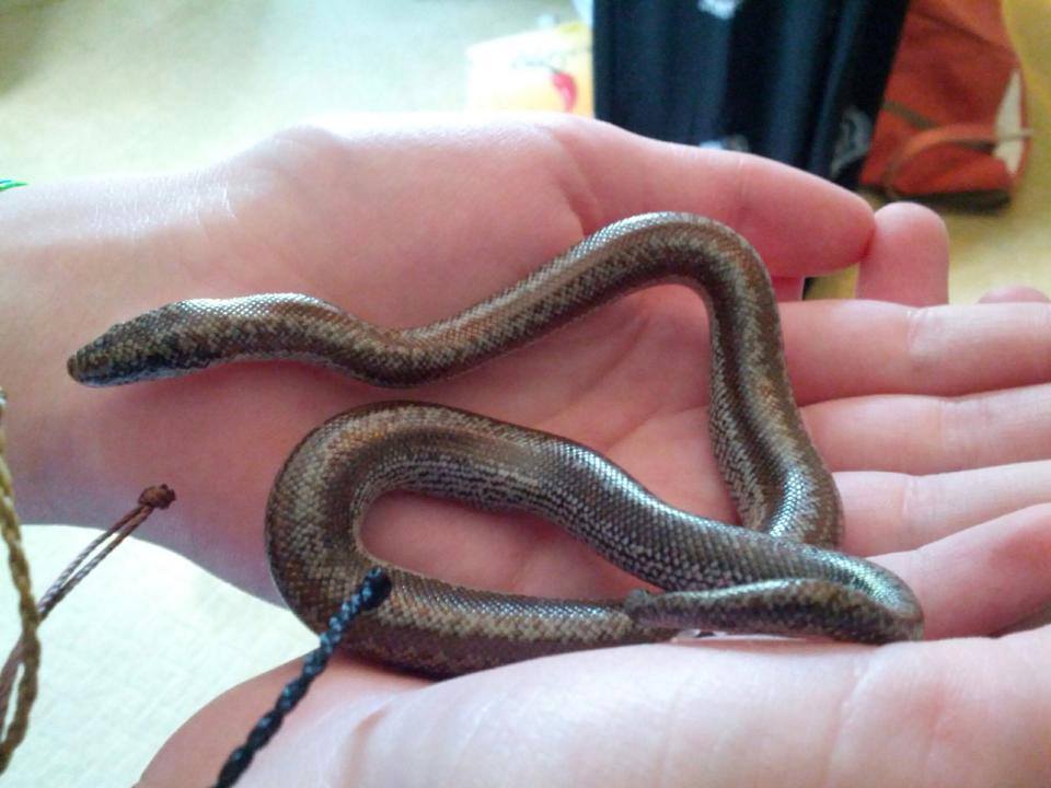 How a Snake Showed Me God’s Love