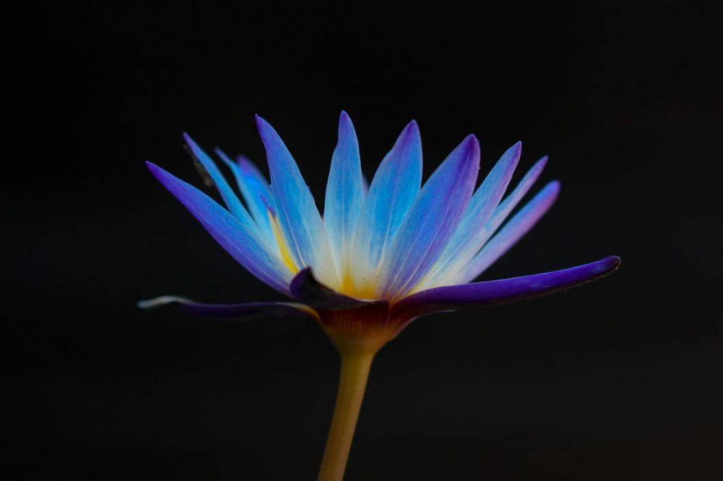 A blue/purple flower
