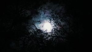 mostly dark, a little light seen through the trees