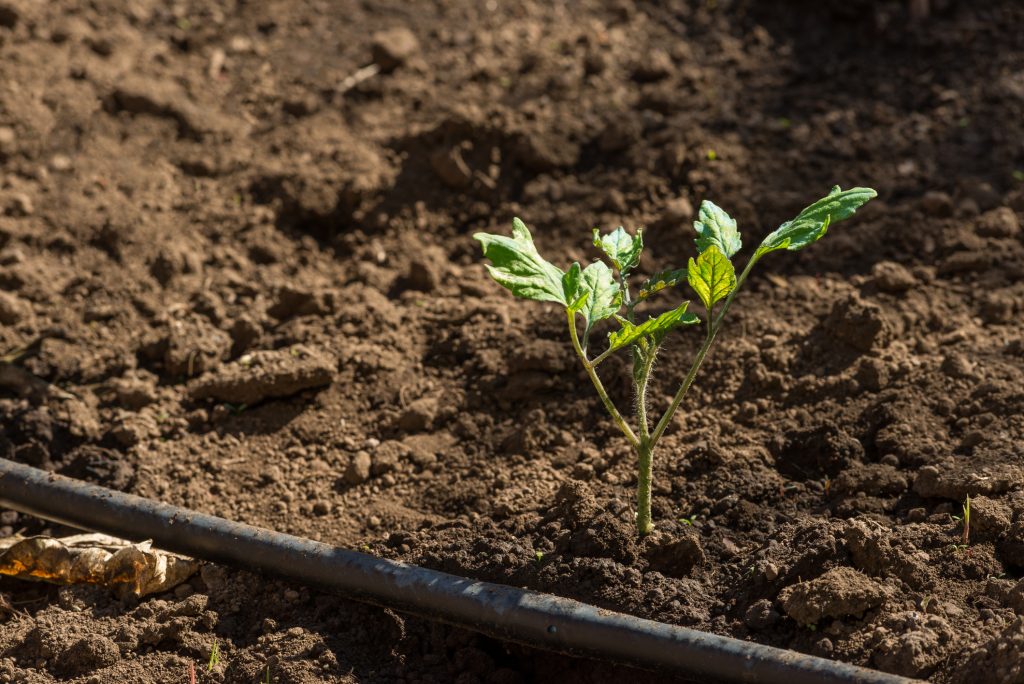 Tomato seedling planted in the garden with a irrigation tube