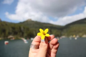 a close up of a flower so we can see the details
