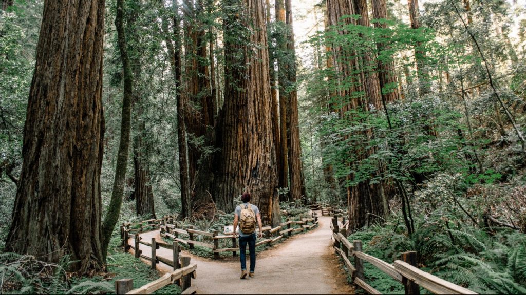 Person standing in front of split forest path