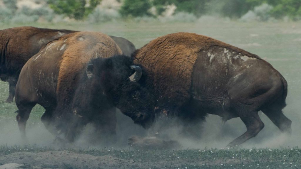 bison fighting