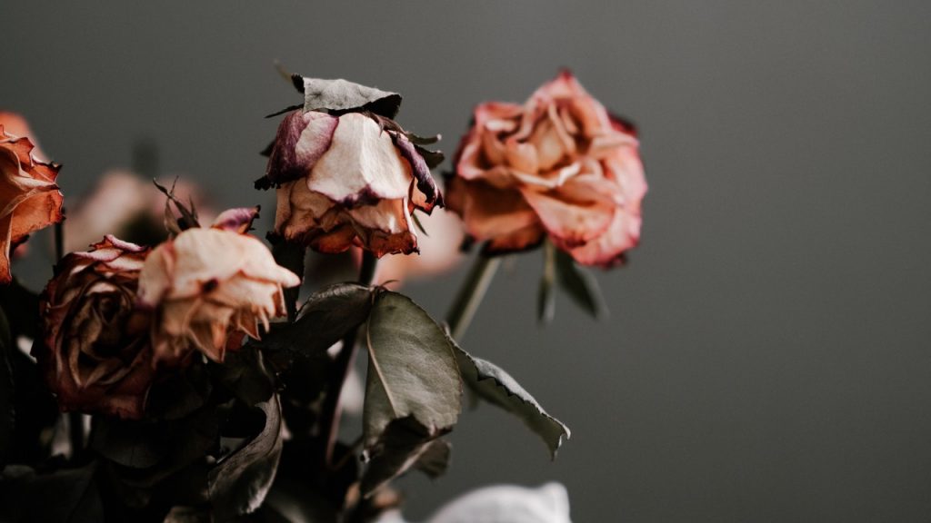 dying flowers