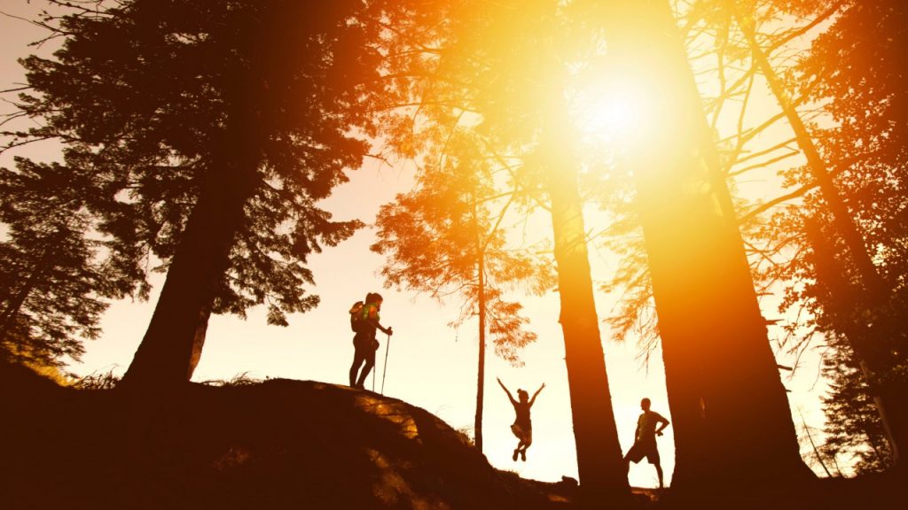 people hiking in sunny forest