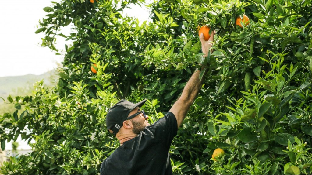 man picking fruit