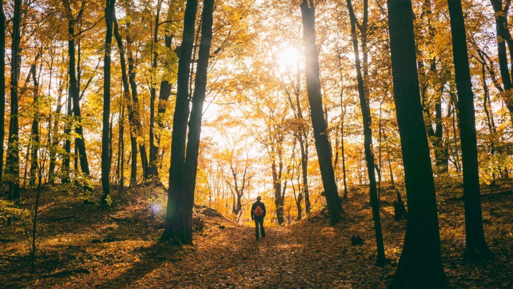 man in sunny fall forest