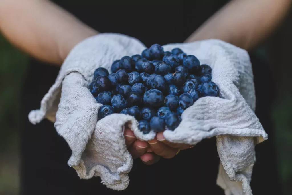 hands holding blueberries wrapped in a cloth. "Give of your firstfruits"