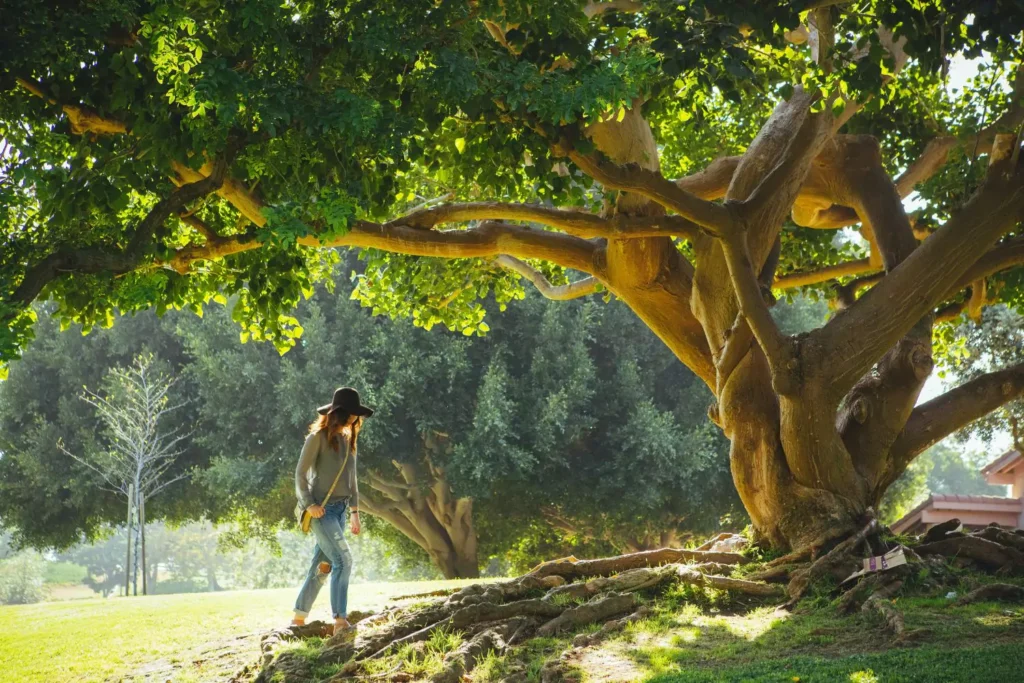 a woman walking on the roots under a large tree