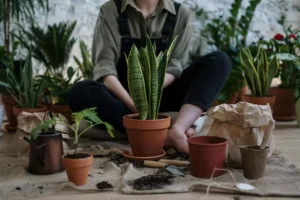 a gardener seeing dead plants not as a failure but as an opportunity to try again
